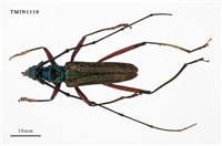 藏品(長腳藍天牛)的圖片